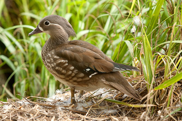 Obraz premium duck 8332