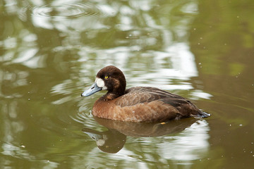 swimming duck 8311