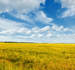 Fototapeta premium landscape