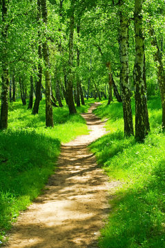 green forest