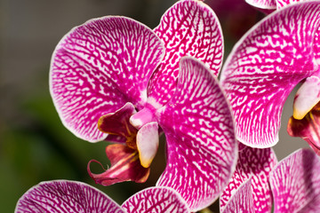 Close-up of cymbidium or orchid