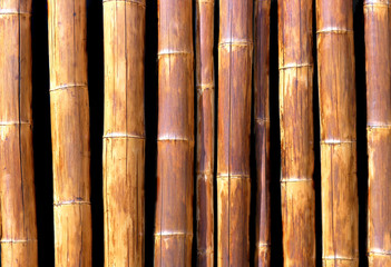 Bamboo