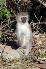 Vervet Monkey