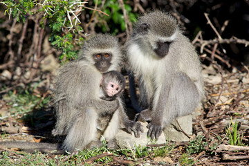 Vervet Monkey