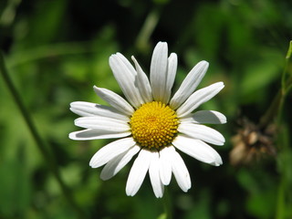 Obraz premium Chrysanthemum corymbosum