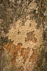 texture of tree