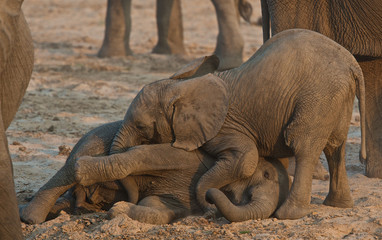 Fighting young elephants
