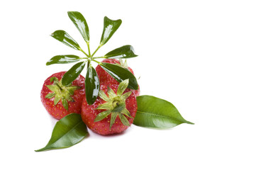 strawberry on white background