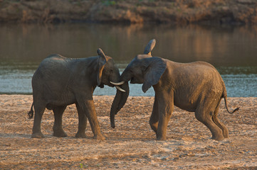 Fototapeta na wymiar Walki słonie