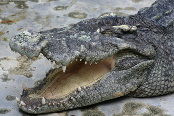 Obraz premium Thailand