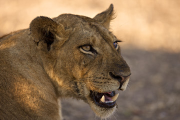 Portrait of a lioness