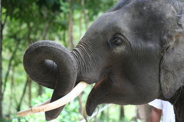 Thailand Elephants © Curioso.Photography
