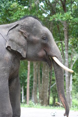 Fototapeta premium Thailand Elephants