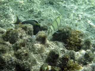 魚