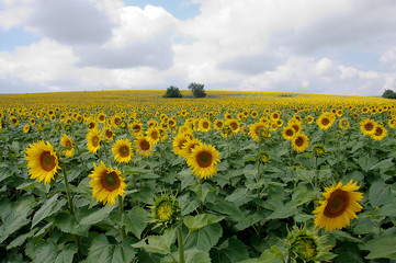 Obraz premium Sunflower