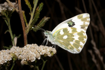 bath white resting on a white flower - Pontia daplidice