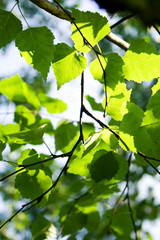 Green leaves