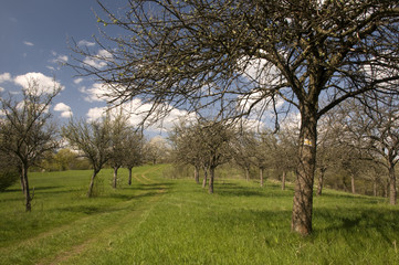 Obraz premium Country road with cherry trees and grass