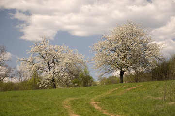 Obraz premium Country road with cherry trees in blossom