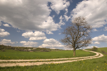 Country road with old dried trees