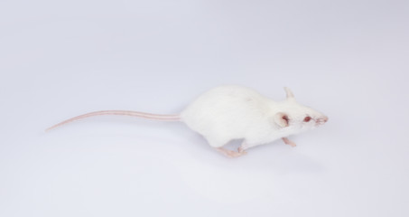 maus mouse 13