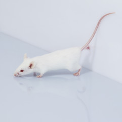 maus mouse 14