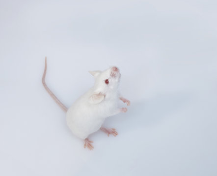 maus mouse 11