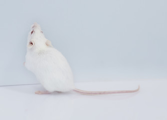 maus mouse 21