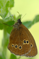 Obraz premium A Ringlet Butterfly resting in a woodland ride in Oxfordshire