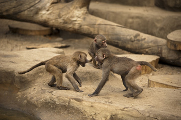 Two monkeys