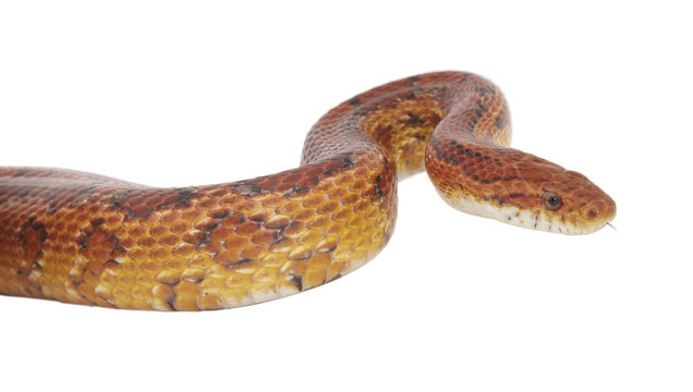 schlange snake 06
