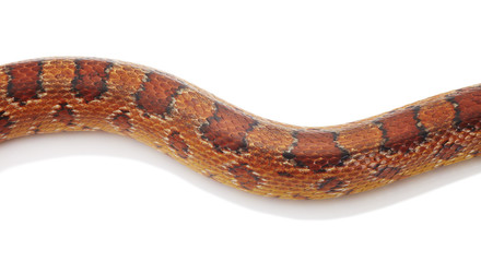 schlange snake 10