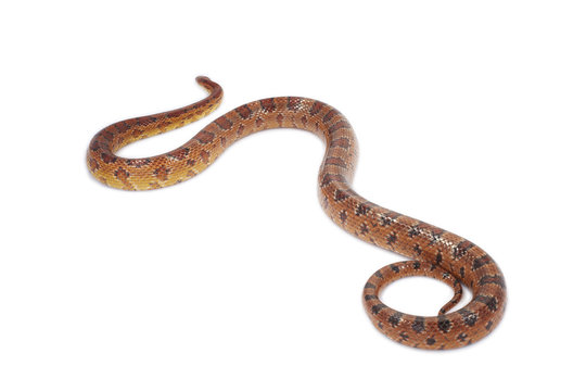 schlange snake 11