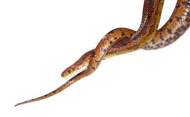schlange snake 22