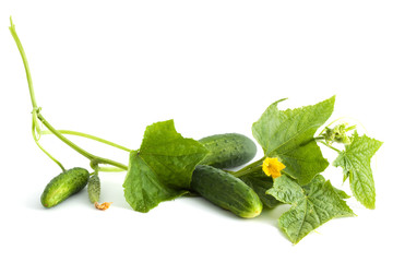 The cucumber white flowers © Sergii Figurnyi