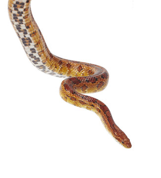 schlange snake 23