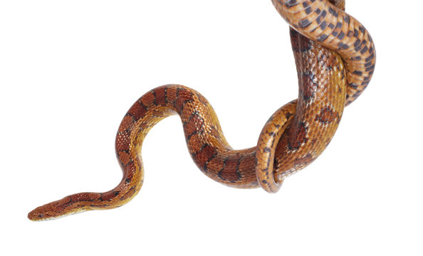 schlange snake 24