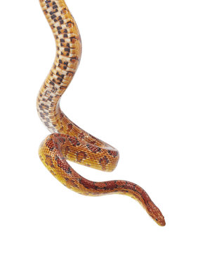 schlange snake 25