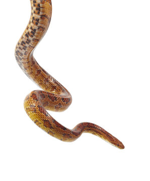 schlange snake 27