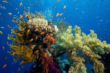 colorful coral reef - obrazy, fototapety, plakaty