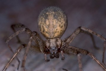 details of a large spider