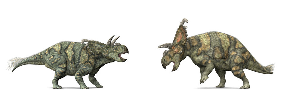 Albertaceratops