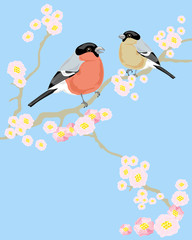 bullfinch