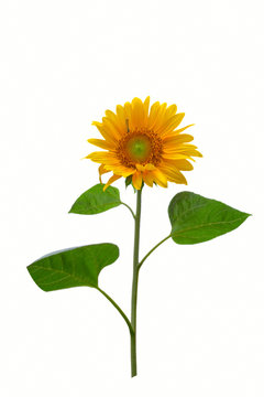Gorgeous sunflower