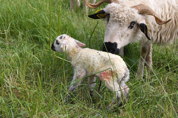 Fototapeta premium MOUTON 100523 (4)