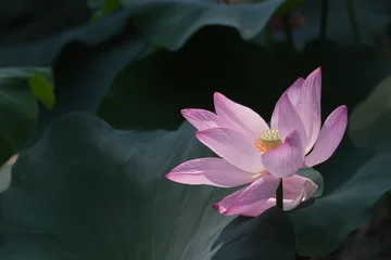 Photo sur Plexiglas fleur de lotus Summer lotus
