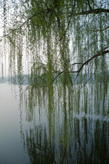 weeping willow
