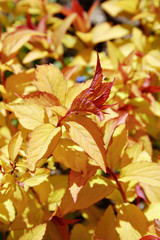 Yellow and red leaves