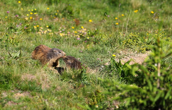 deux marmottes