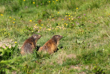 deux marmottes